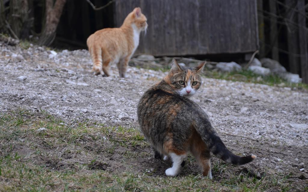 The Farmhouse Bevsek Osep Solčava المظهر الخارجي الصورة