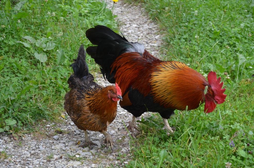 The Farmhouse Bevsek Osep Solčava المظهر الخارجي الصورة